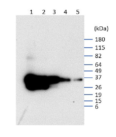 western blot using anti-VENUS polyclonal antibodies